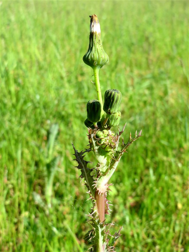 Raue Gänsedistel (Sonchus asper) im Landschaftsschutzgebiet Hockenheimer Rheinbogen