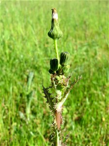 Raue Gänsedistel (Sonchus asper) im Landschaftsschutzgebiet Hockenheimer Rheinbogen