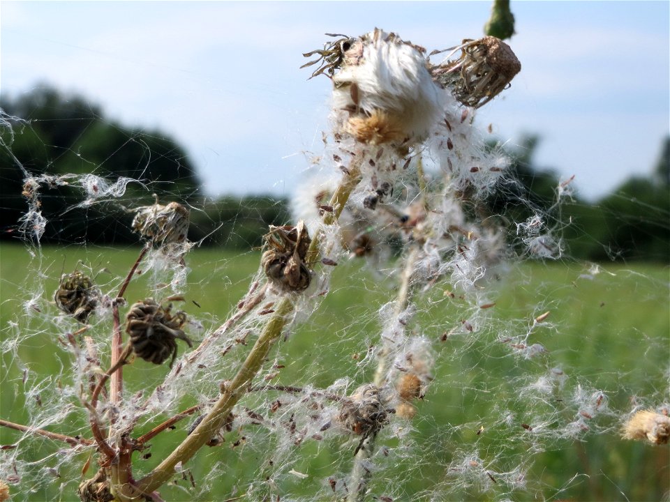 Raue Gänsedistel (Sonchus asper) bei Hockenheim