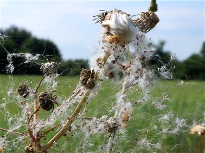 Raue Gänsedistel (Sonchus asper) bei Hockenheim