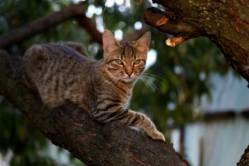 Cute tree climbing