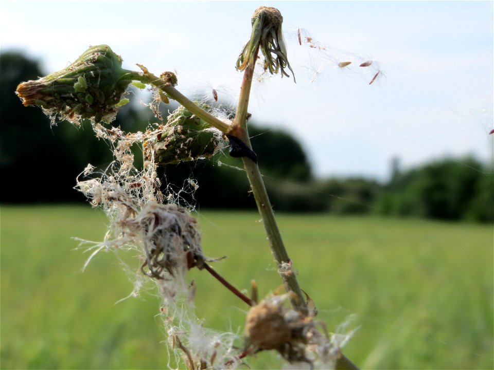 Raue Gänsedistel (Sonchus asper) bei Hockenheim