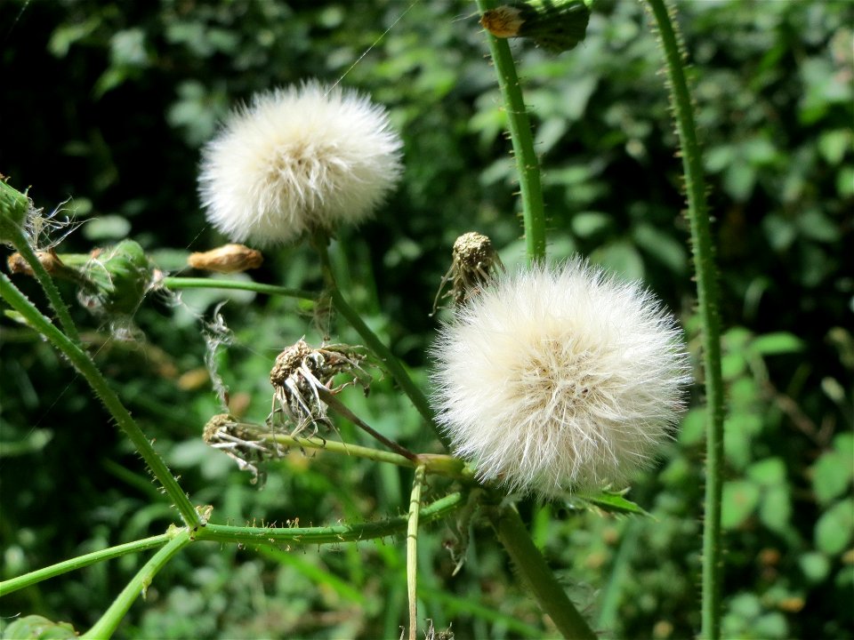 Raue Gänsedistel (Sonchus asper) im Schwetzinger Hardt
