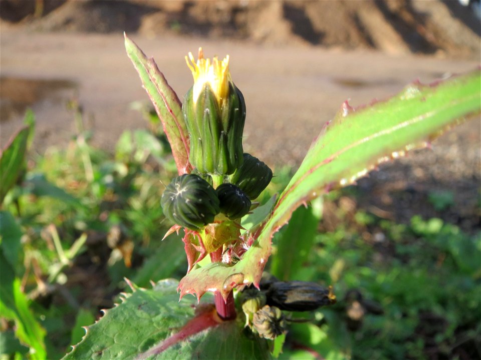 Raue Gänsedistel (Sonchus asper) in Hockenheim