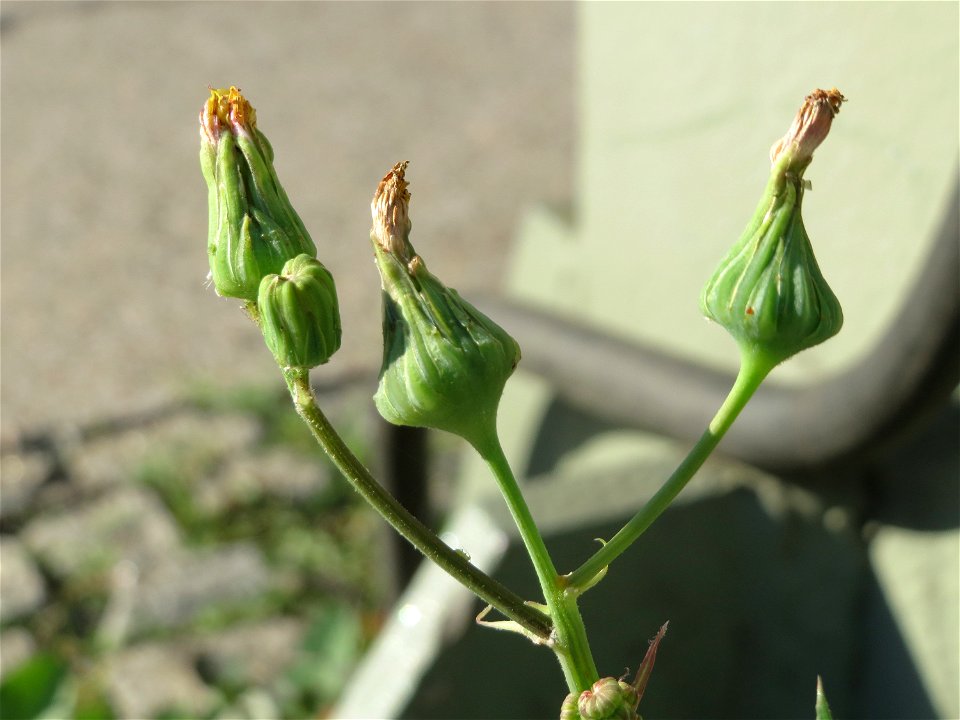 Raue Gänsedistel (Sonchus asper) am Hauptbahnhof Mainz