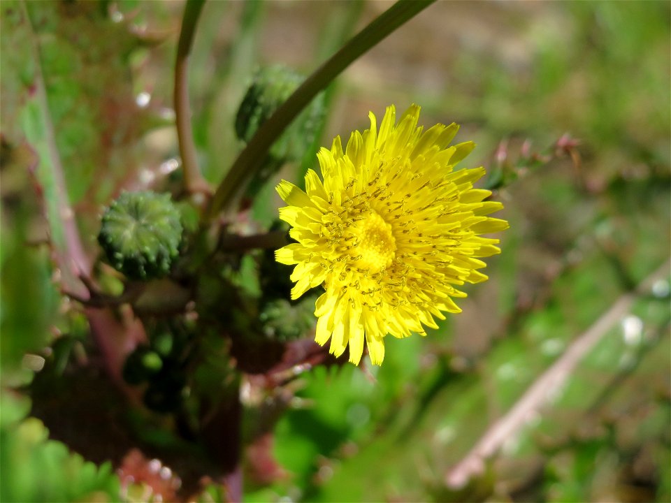 Raue Gänsedistel (Sonchus asper) an der Saar in Saarbrücken