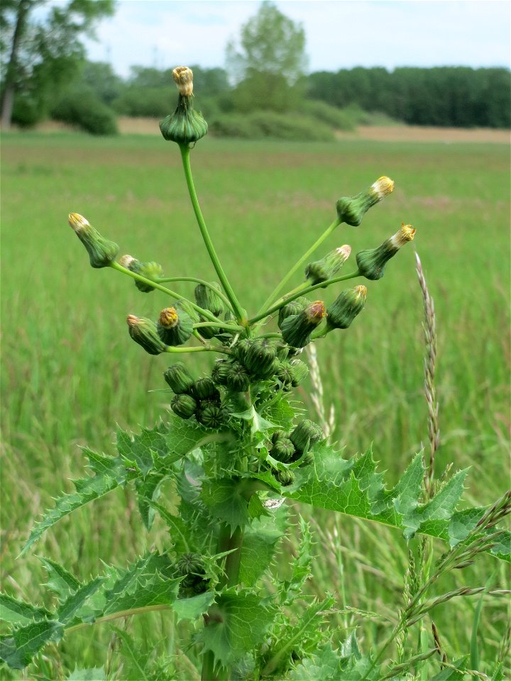 Raue Gänsedistel (Sonchus asper) im Naturschutzgebiet „Karl-Ludwig-See“ im Landschaftsschutzgebiet „Hockenheimer Rheinbogen“