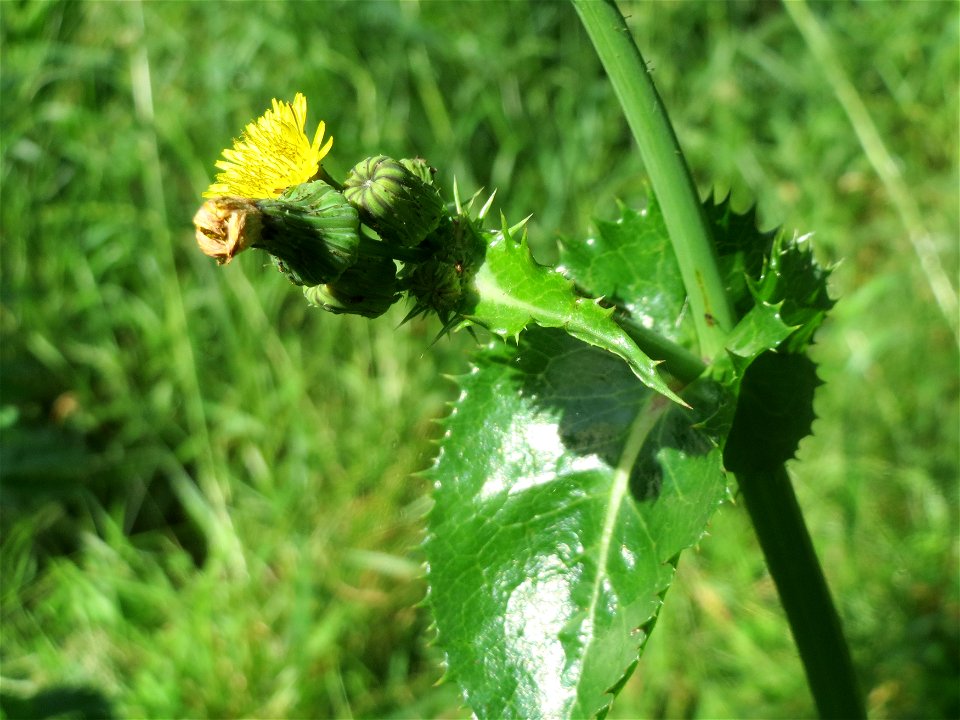 Raue Gänsedistel (Sonchus asper) an der Saar in Saarbrücken