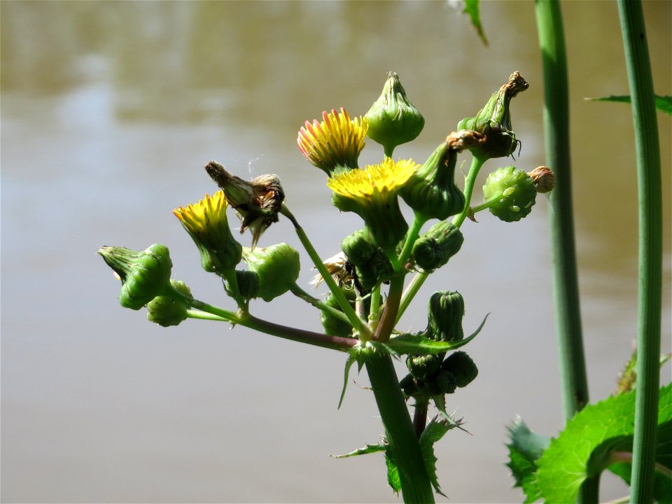 Raue Gänsedistel (Sonchus asper) an der Saar in Saarbrücken