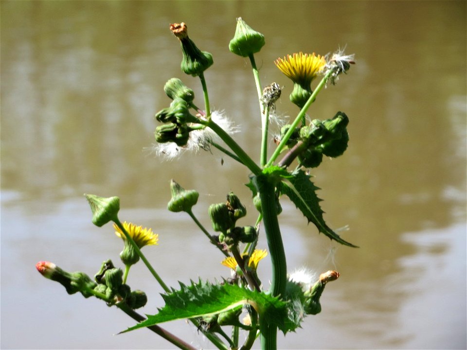 Raue Gänsedistel (Sonchus asper) an der Saar in Saarbrücken