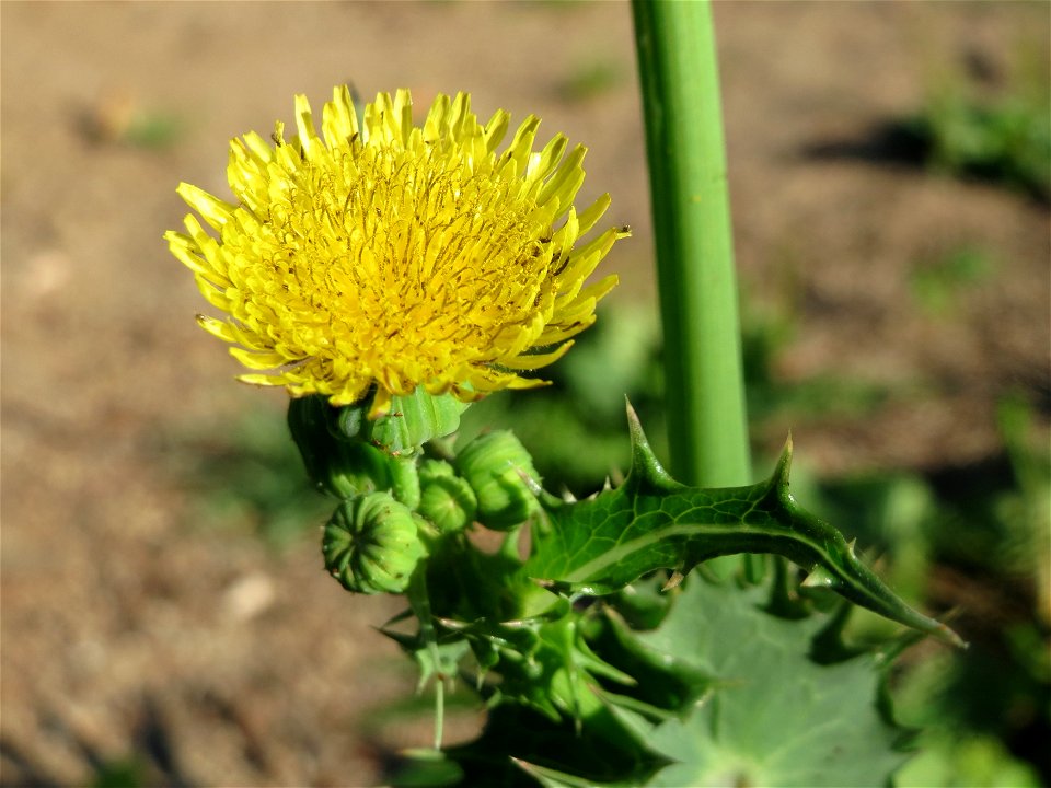 Raue Gänsedistel (Sonchus asper) am Staden in Saarbrücken - nach der Fällung einer Trauerbuche hat sich hier eine kleine Ruderalfläche ausgebildet