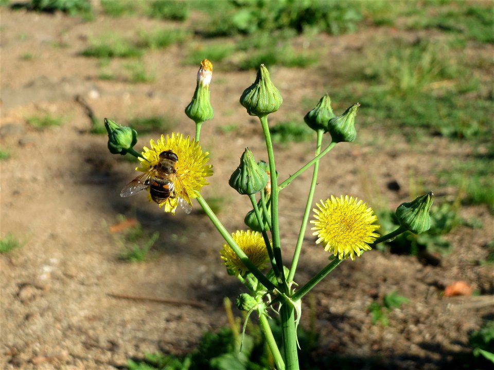 Raue Gänsedistel (Sonchus asper) am Staden in Saarbrücken - nach der Fällung einer Trauerbuche hat sich hier eine kleine Ruderalfläche ausgebildet
