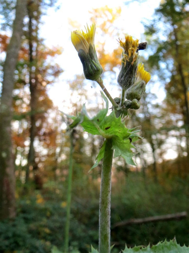 Raue Gänsedistel (Sonchus asper) im St. Johanner Stadtwald