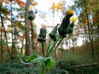 Raue Gänsedistel (Sonchus asper) im St. Johanner Stadtwald