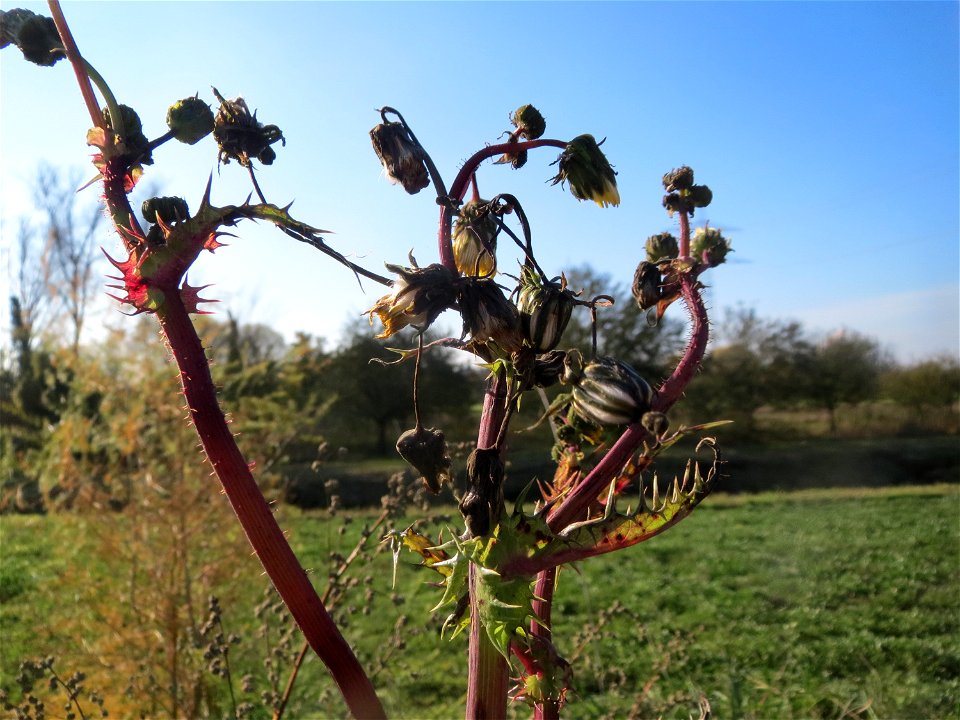 Raue Gänsedistel (Sonchus asper) bei Reilingen
