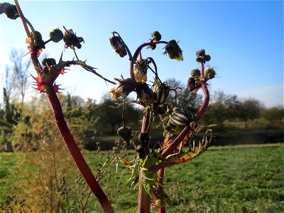 Raue Gänsedistel (Sonchus asper) bei Reilingen