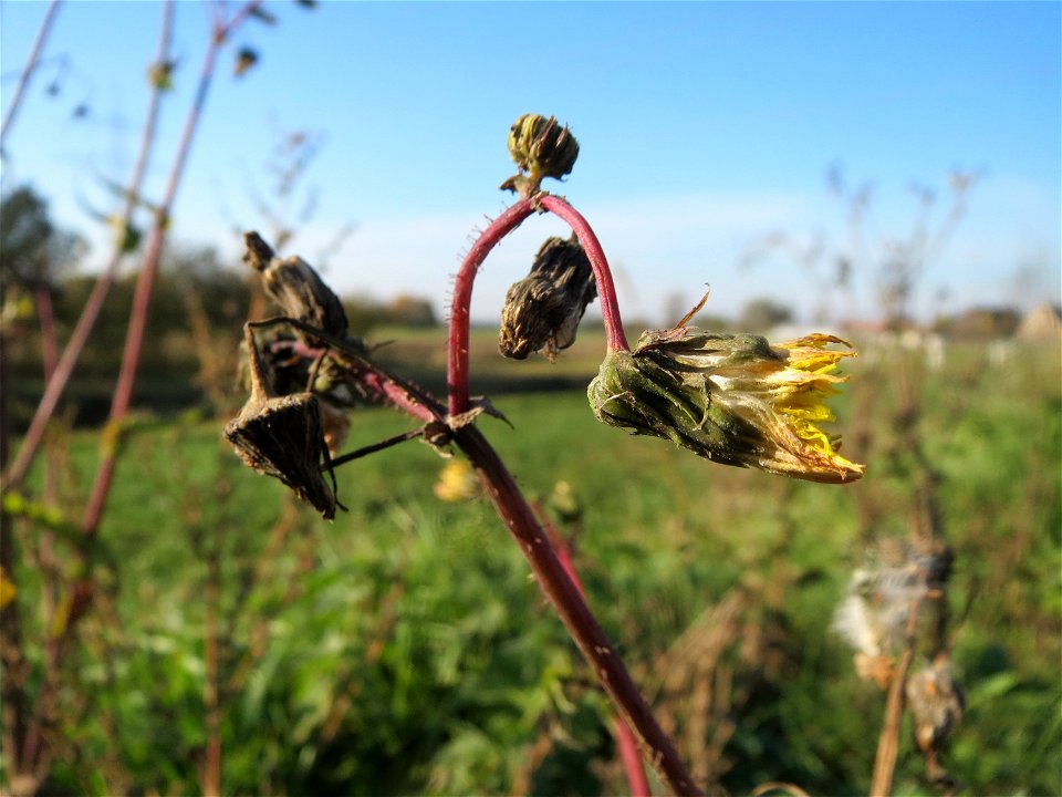 Raue Gänsedistel (Sonchus asper) bei Reilingen