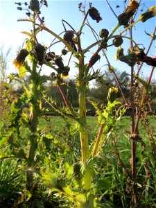 Raue Gänsedistel (Sonchus asper) bei Reilingen