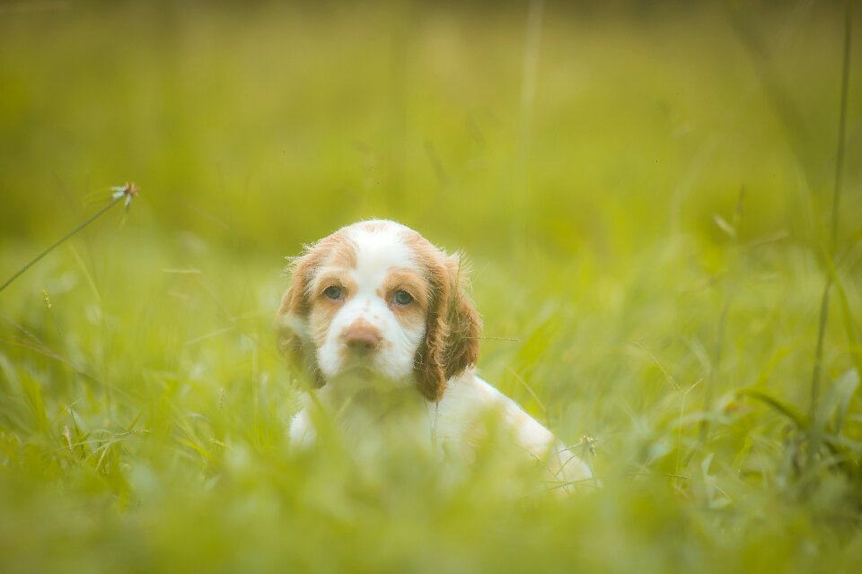Playful animals dog