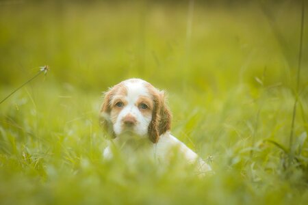 Playful animals dog