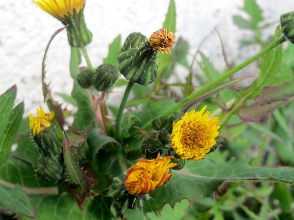 Ritzenbotanik: Raue Gänsedistel (Sonchus asper) in Hockenheim