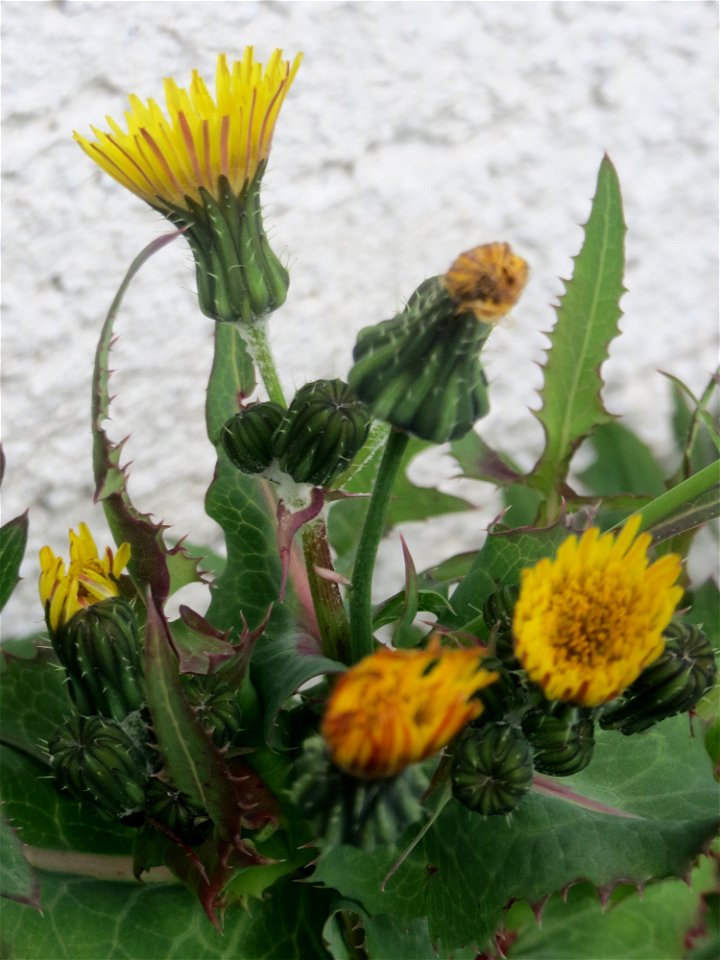 Ritzenbotanik: Raue Gänsedistel (Sonchus asper) in Hockenheim