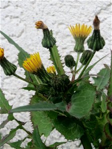 Ritzenbotanik: Raue Gänsedistel (Sonchus asper) in Hockenheim