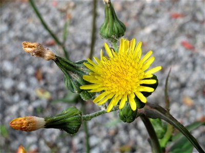 Raue Gänsedistel (Sonchus asper) in Schwetzingen