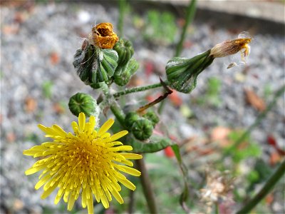 Raue Gänsedistel (Sonchus asper) in Schwetzingen - typische Ackerpflanze inmitten eines Wohngebiets
