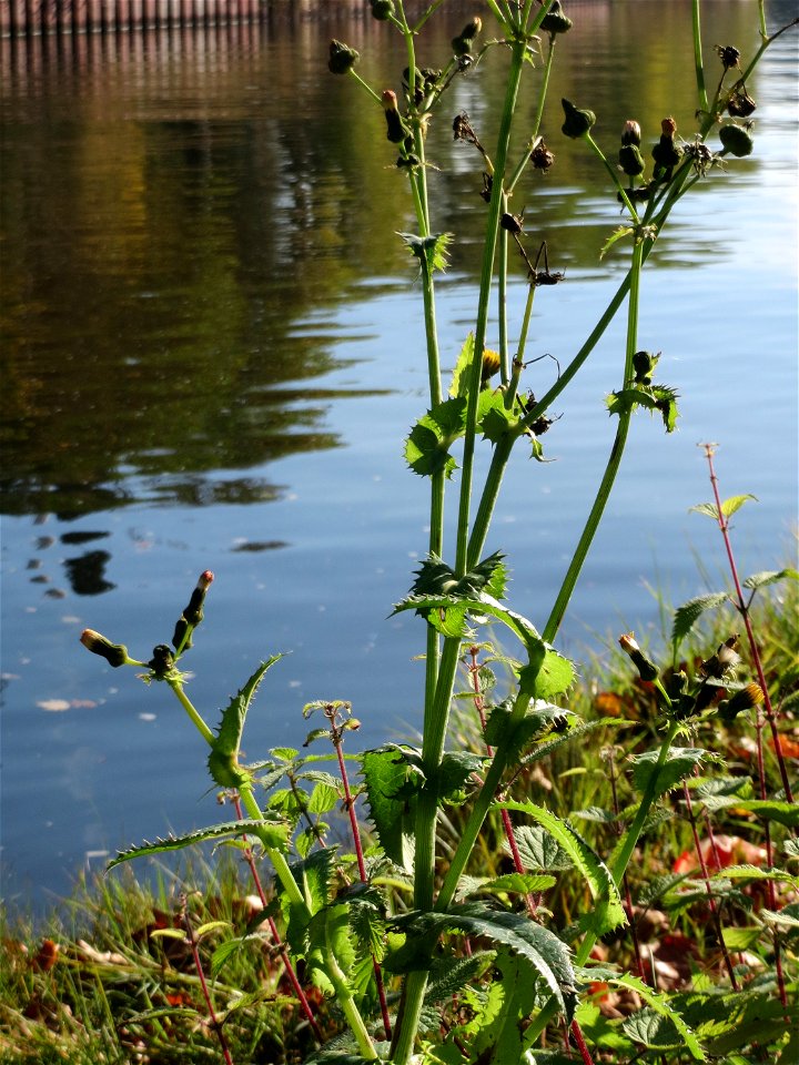 Raue Gänsedistel (Sonchus asper) an der Saar in Sankt Arnual