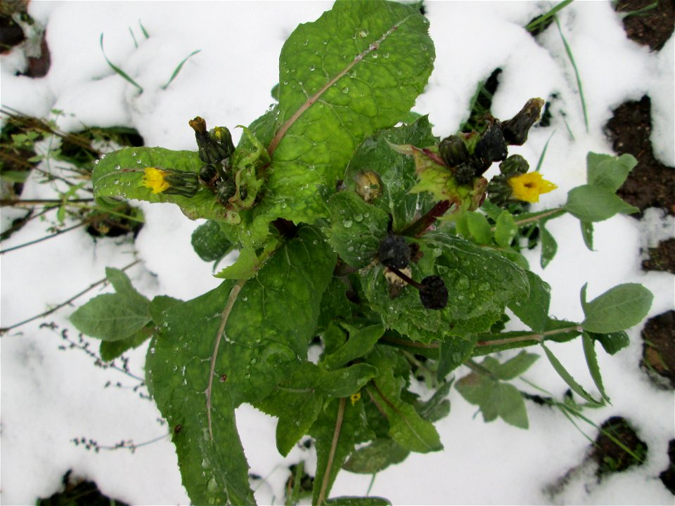Raue Gänsedistel (Sonchus asper) in Hockenheim