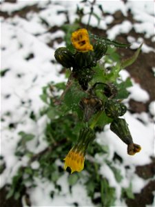 Raue Gänsedistel (Sonchus asper) in Hockenheim