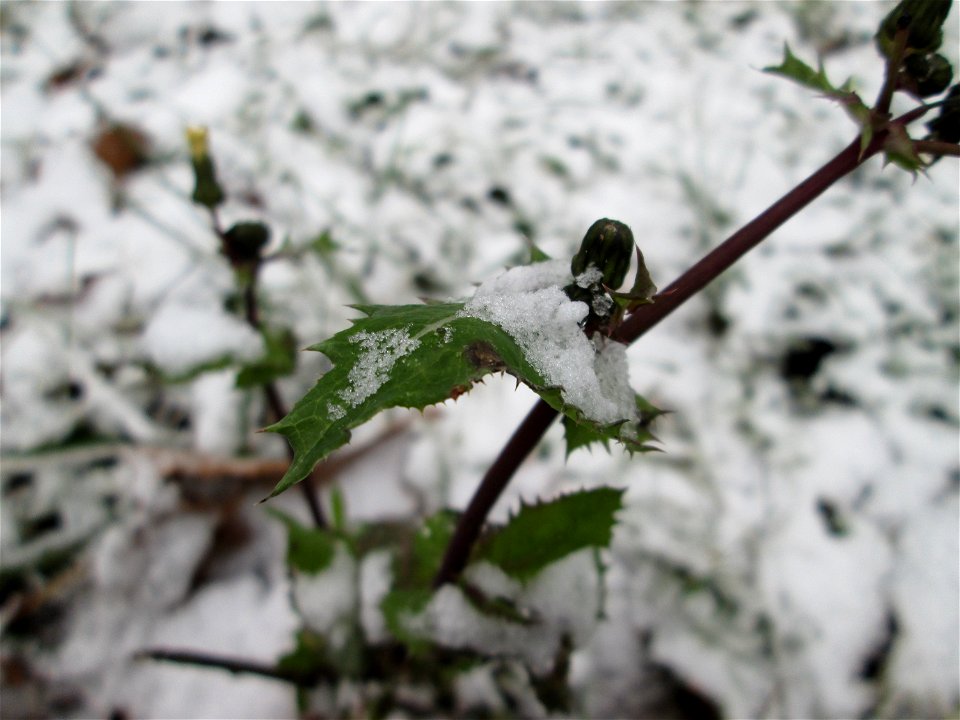 Raue Gänsedistel (Sonchus asper) am Staden in Saarbrücken