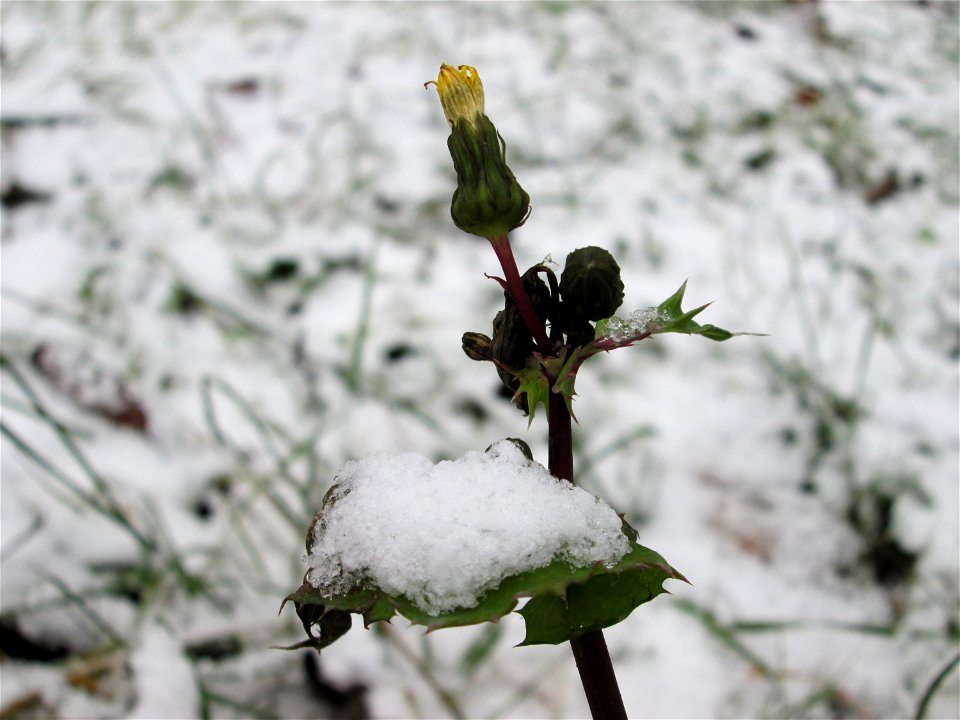 Raue Gänsedistel (Sonchus asper) am Staden in Saarbrücken