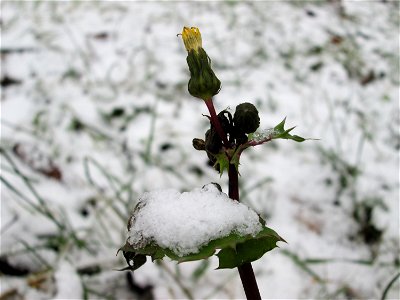 Raue Gänsedistel (Sonchus asper) am Staden in Saarbrücken