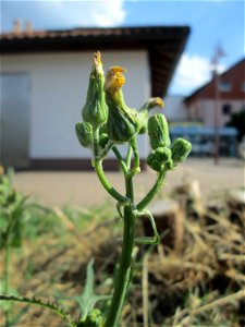 Raue Gänsedistel (Sonchus asper) am Bahnhof Landstuhl