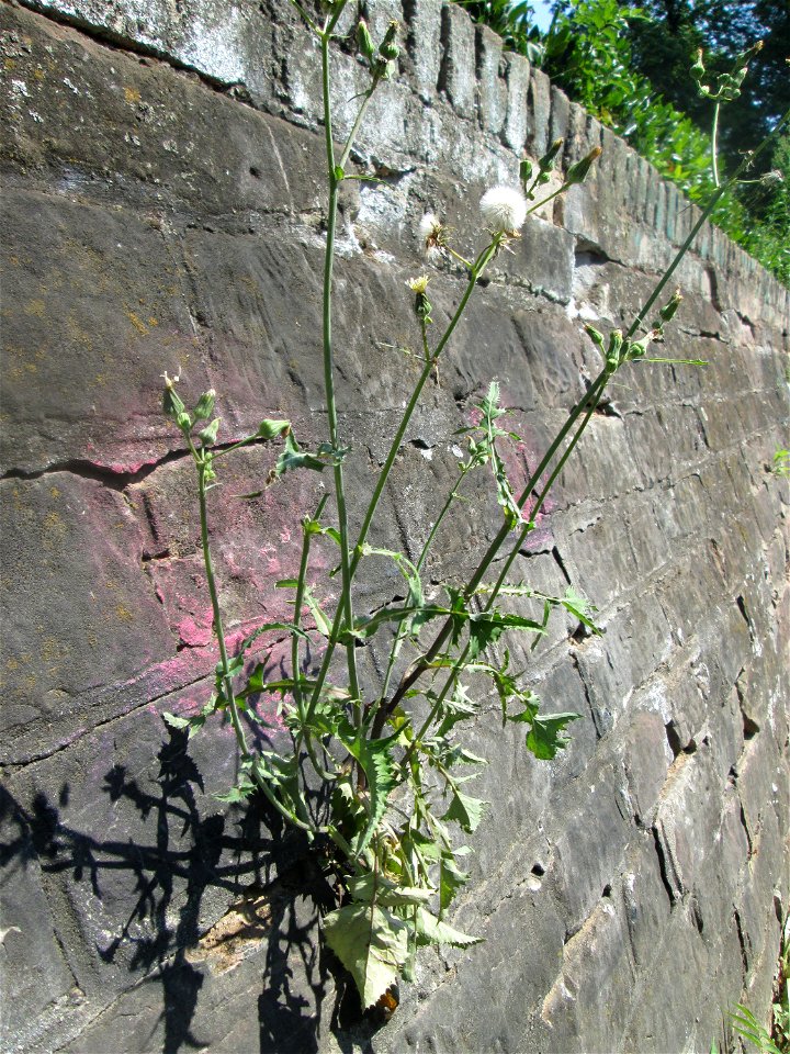 Raue Gänsedistel (Sonchus asper) an einer Stützmauer an der Saar in Saarbrücken