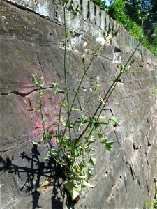 Raue Gänsedistel (Sonchus asper) an einer Stützmauer an der Saar in Saarbrücken