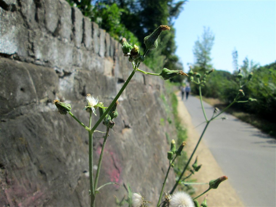 Raue Gänsedistel (Sonchus asper) an einer Stützmauer an der Saar in Saarbrücken