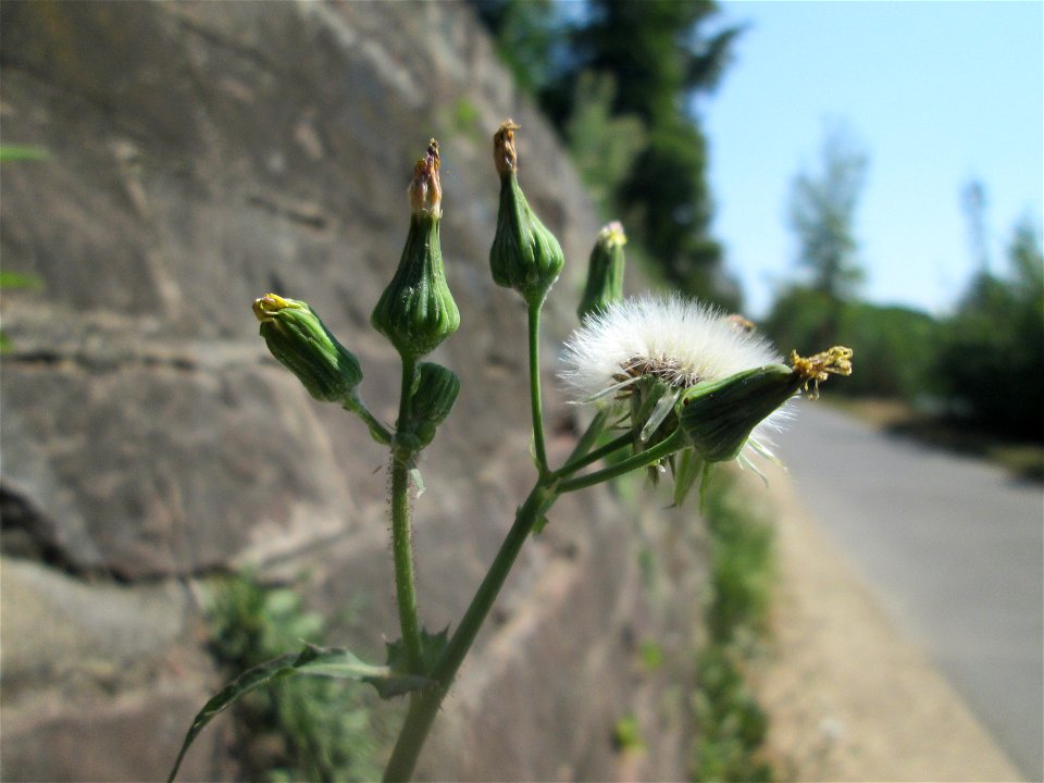 Raue Gänsedistel (Sonchus asper) an einer Stützmauer an der Saar in Saarbrücken