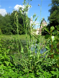 Raue Gänsedistel (Sonchus asper) am Moscheeweiher im Schwetzinger Schlossgarten