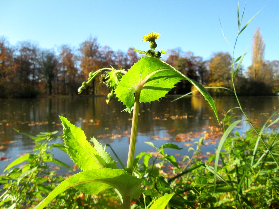 Raue Gänsedistel (Sonchus asper) am Großen Weiher im Schlossgarten Schwetzingen