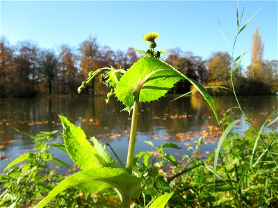 Raue Gänsedistel (Sonchus asper) am Großen Weiher im Schlossgarten Schwetzingen