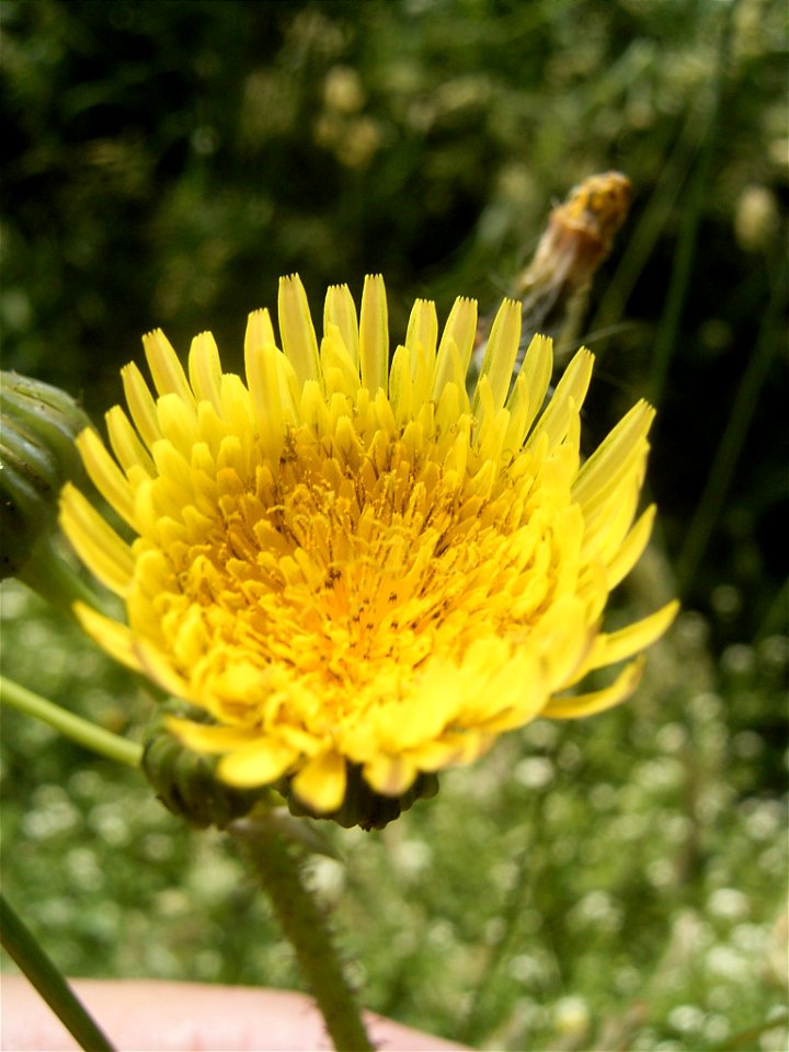 This photo shows a flower of Sonchus asper