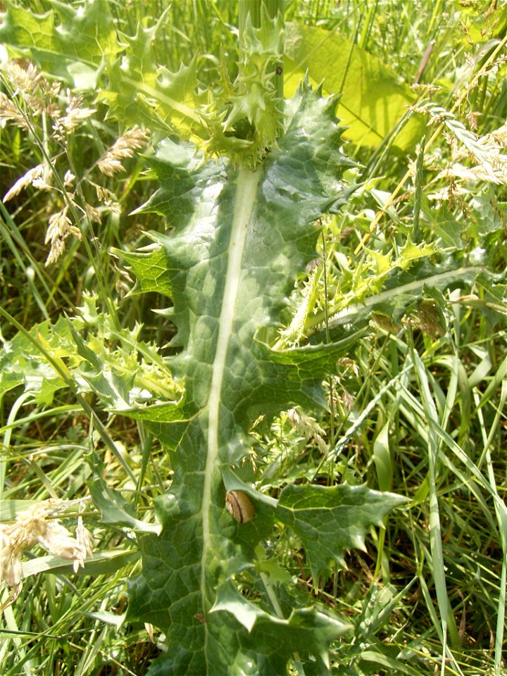 This photo shows a leaf of Sonchus asper