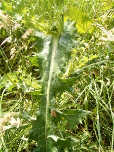 This photo shows a leaf of Sonchus asper