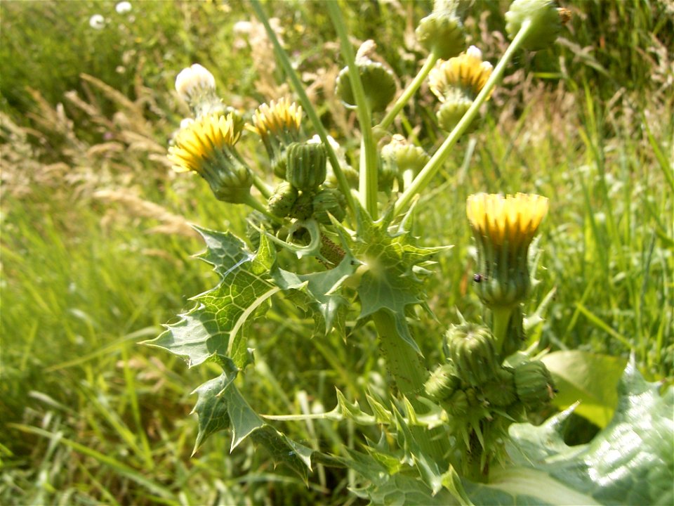 This photo shows some flowerheads of Sonchus asper