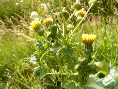 This photo shows some flowerheads of Sonchus asper