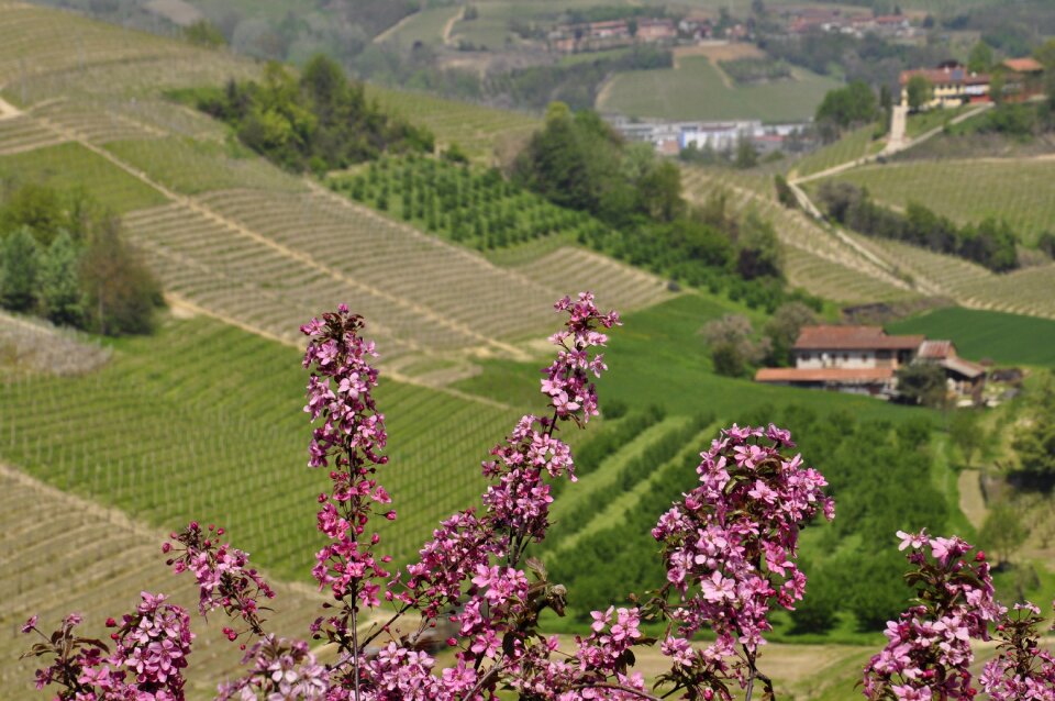Flower tree spring