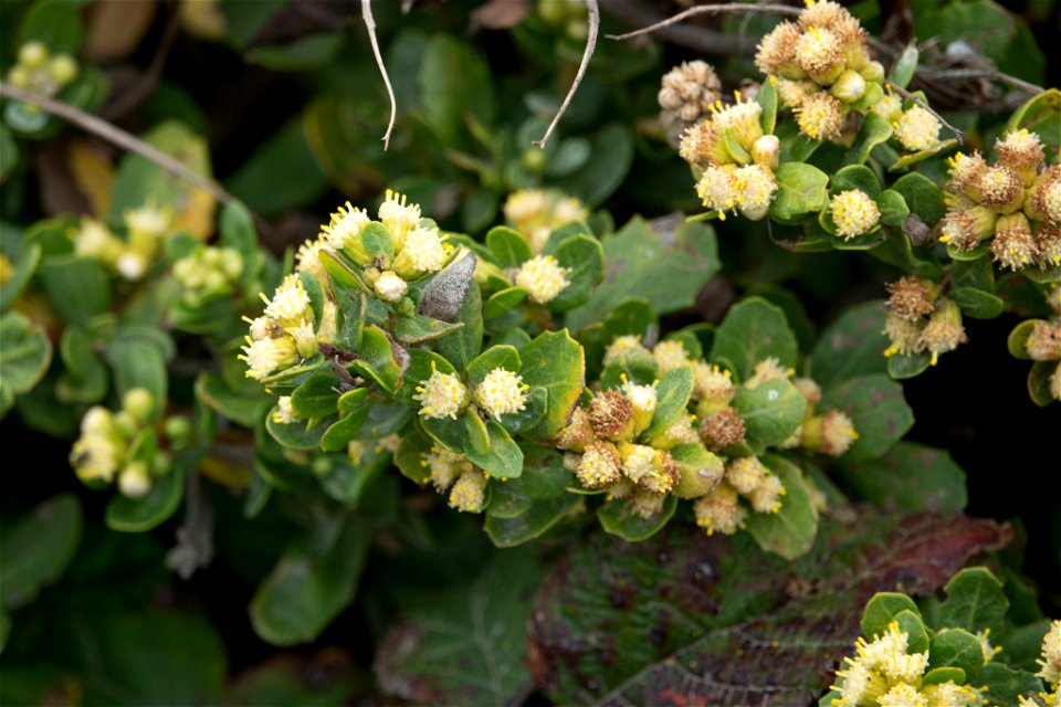 Baccharis pilularis ssp. pilularis. Subspecies of plant.